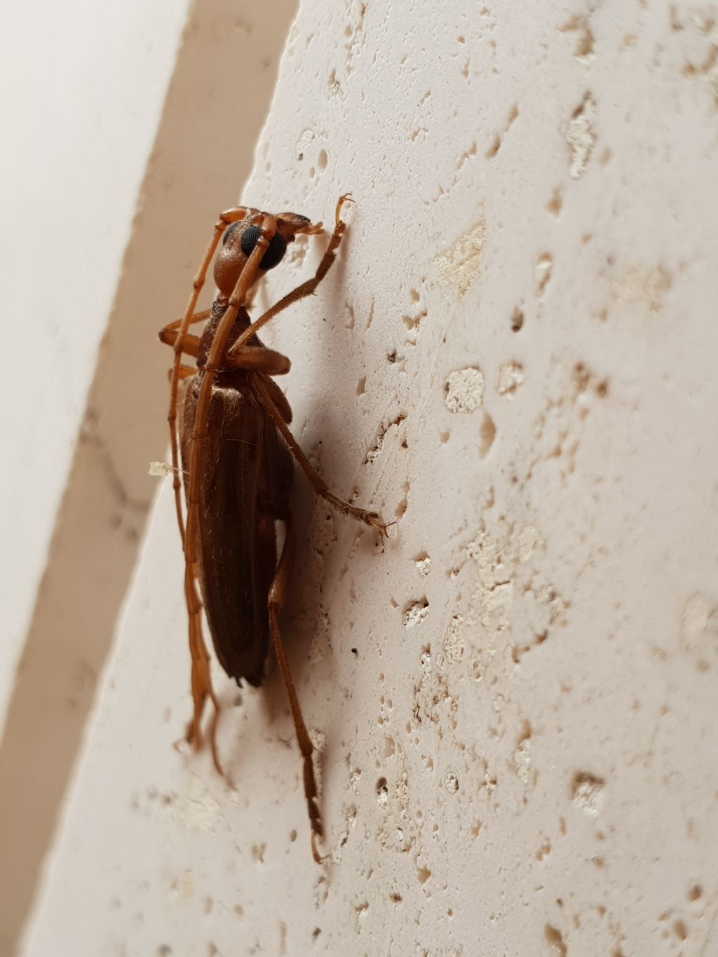 Vesperidae?  S, Vesperus luridus